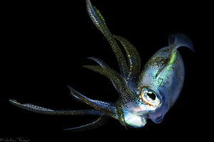filipino squid #2 by Mathieu Foulquié 